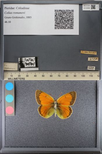 Media type: image;   Entomology 193884